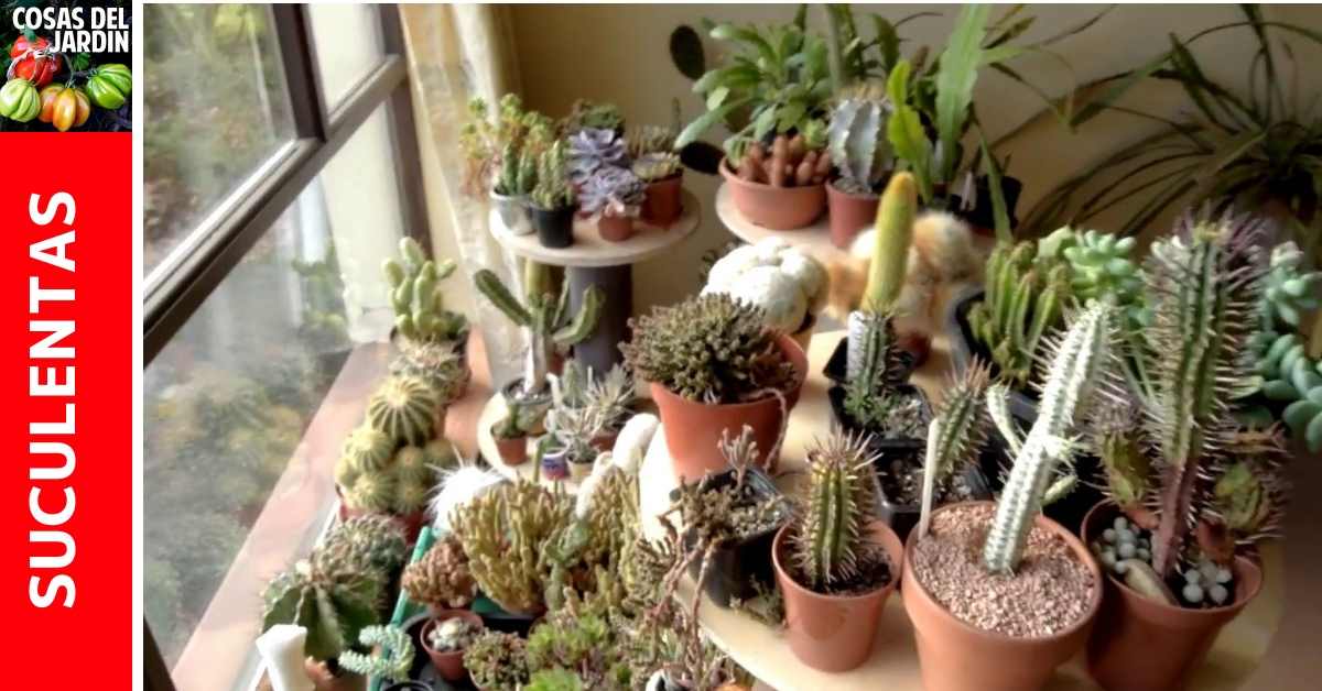 para proteger tus cactus y suculentas del frio del invierno Son pocos trucos que tienes que conocer. Sigue leyendo para aprender sobre como hacer para que tu suculenta no se muera en invierno #Jardin #Huertourbano #Huerto #Jardineria #Suculentas