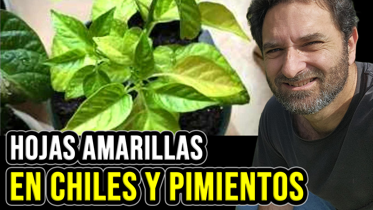 Por qué se ponen amarillas las hojas del pimiento o chile