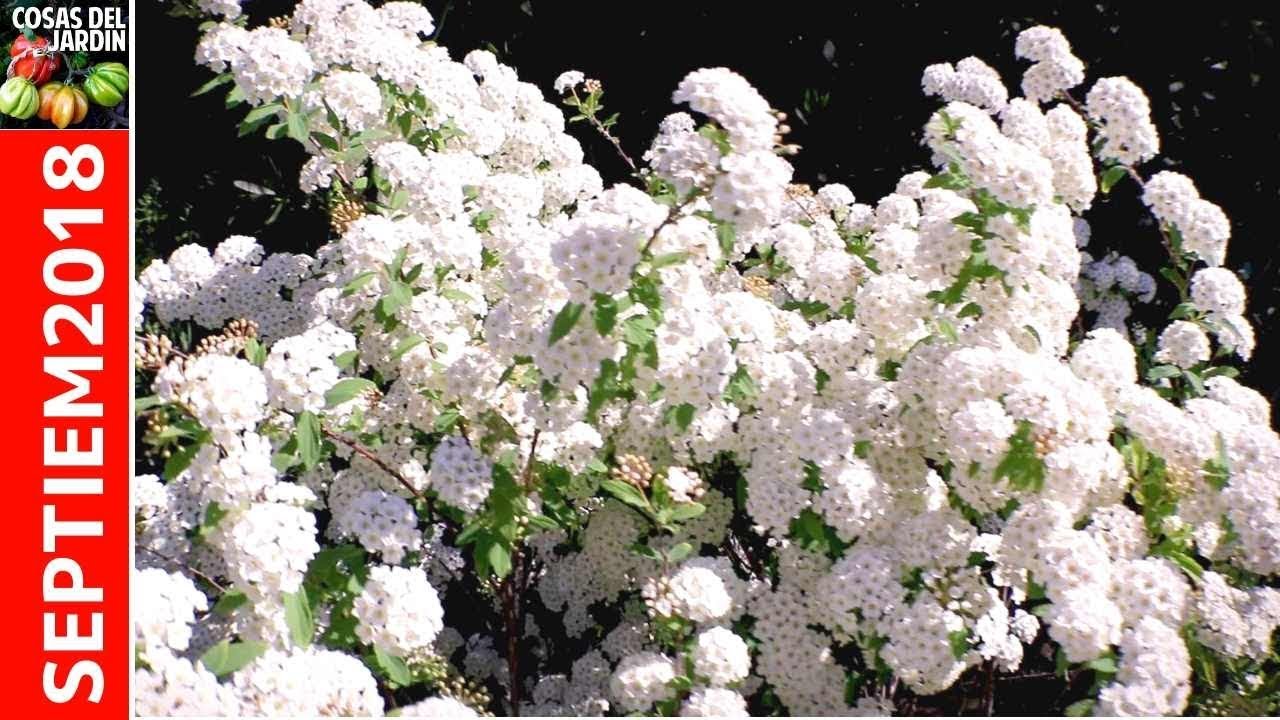 Llegó la Primavera! Explota mi jardín