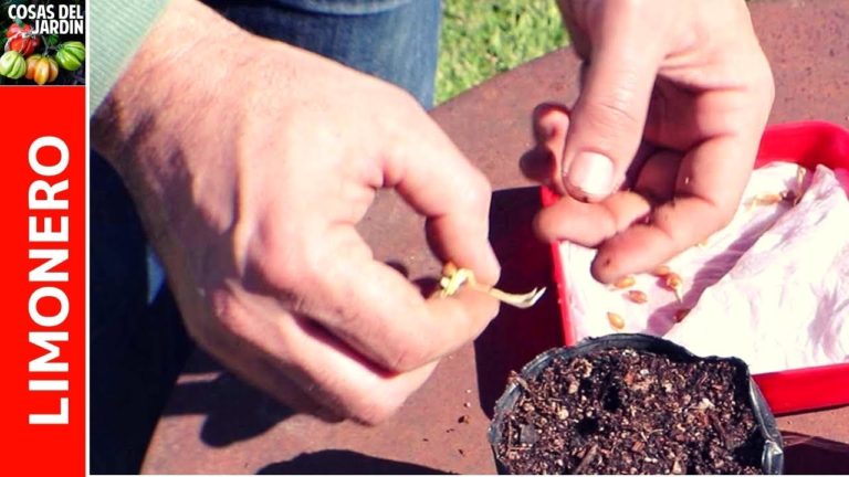 Cómo germinar semillas de limón en sólo 7 días. Cuánto tarda en dar fruto?