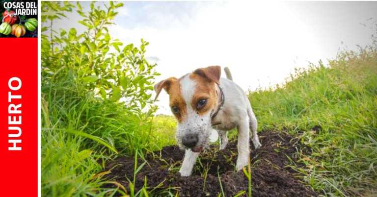 Cómo hacer para que tu perro deje de cavar en el jardín