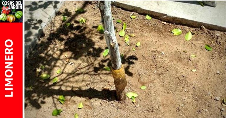Cómo solucionar la caída de las hojas del limonero. Por qué se secan las ramas del limonero
