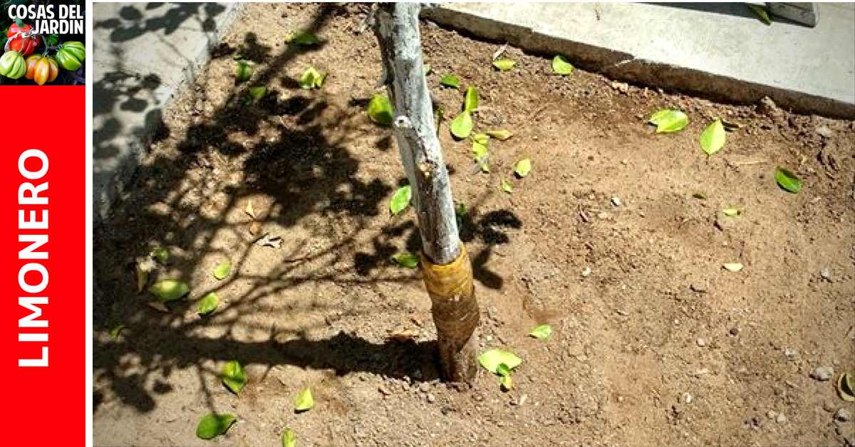 Por qué se caen las hojas del liminero, en este artículo entenderemos las razones por las que se caen las hojas del limonero y que finalmente termina en que se seque por complero una rama o la planta misma. #Jardin #Jardineria #Huerto #Huertourbano