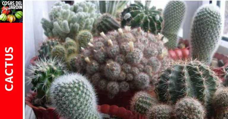Como cultivar Cactus en Interior