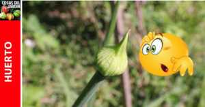 Cultivo en Peligro. Cómo evitar la cebolla florezca de forma prematura
