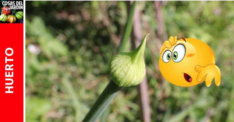 Cultivo en Peligro. Cómo evitar la cebolla florezca de forma prematura