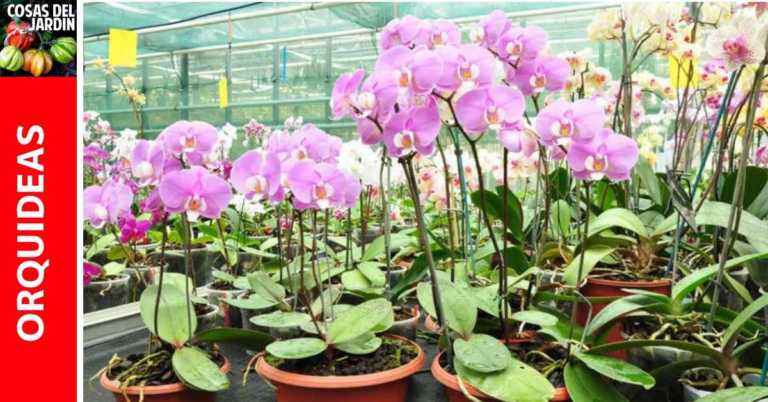 Cuándo y Cómo fertilizar las orquídeas