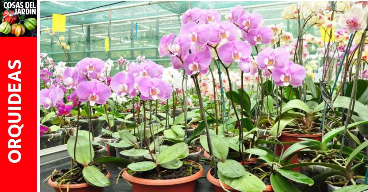 Cuándo y Cómo fertilizar las orquídeas - Cosas del Jardin