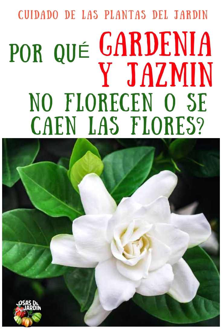 Por qué se le caen las flores a la gardenia y al jazmin del cabo. Por qué  no Florece - Cosas del Jardin