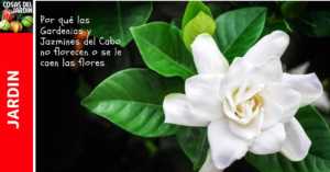Por qué se le caen las flores a la gardenia y al jazmin del cabo. Por qué no Florece