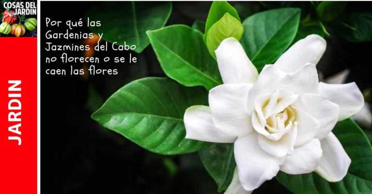 Por qué se le caen las flores a la gardenia y al jazmin del cabo. Por qué no Florece