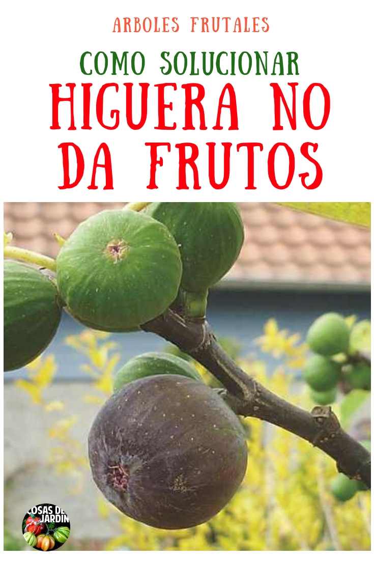 Cuando una higuera no da frutos, hay algunas razones por las que esto podría estar sucediendo. Sigue leyendo para aprender cómo solucionarlo #Jardin #Jardineria #Huerto #Huertourbano #Cultivar