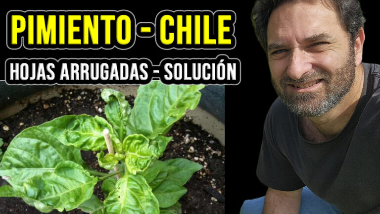 Hojas arrugadas en pimientos y chiles. Qué hacer cuando vemos que se enrollan las hojas del pimiento
