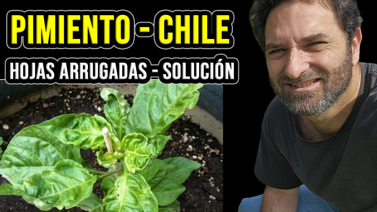 El enrollamiento de la hoja de pimiento puede deberse a muchos problemas diferentes, desde plagas y virus hasta estrés ambiental. Veamos qué hacer en cada caso #huerto #huertourbano #jardin #jardineria #cultivar