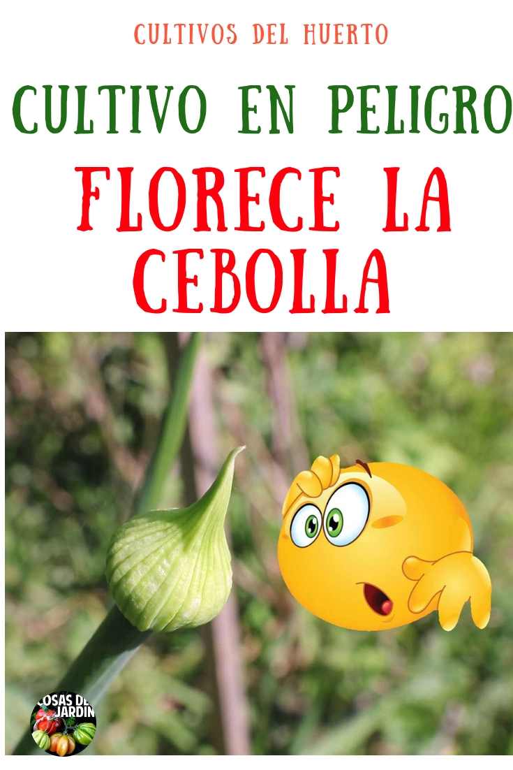 Hay varias razones posibles por las que la cebolla tiene capullos de flores antes de lo que deberían. Aprende por qué ocurre esto y cómo evitarlo #Huerto #Huertourbano #Jardin #Jardineria #Cultivar