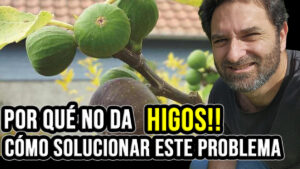 Por qué mi higuera no da higos?