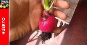 ¿Por qué los rabanitos no se forman: Razones por las que un rabanito no forma bulbos?