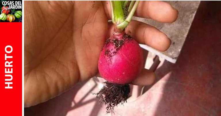 ¿Por qué los rabanitos no se forman: Razones por las que un rabanito no forma bulbos?