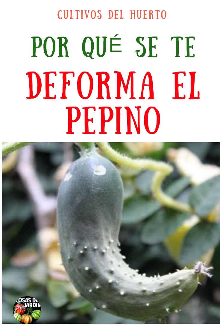 De vez en cuando terminas con pepinos deformes. ¿Alguna vez te has preguntado qué podría estar causando que esto le pase al pepino? Sigue leyendo para aprender más. #Jardin #Jardineria #Cultivar #huerto #huertourbano