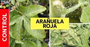 Control Total de Arañuela Roja en el huerto y jardin. Prevenir y Combatir