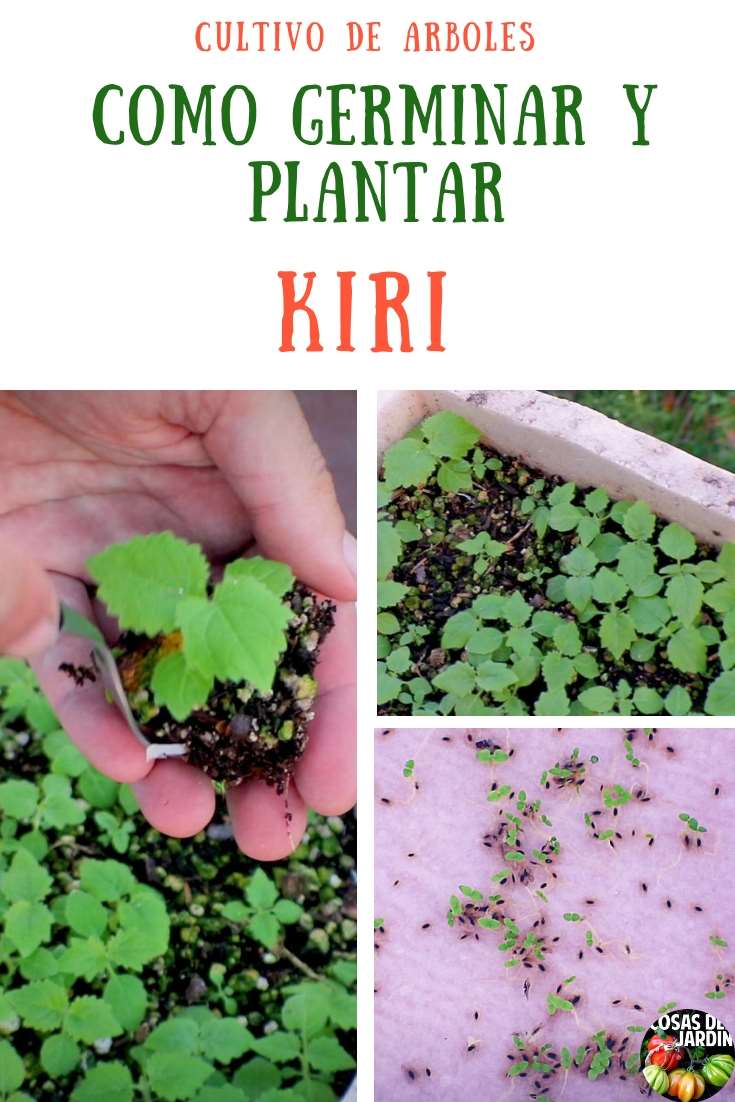 En este artículo conocerás las características del kiri y una guia de cómo cultivarlo. Kiri o Pauwlonia es un arbol que te sorprendera #Huerto #Huertourbano #Jardin #Jardineria #Cultivar