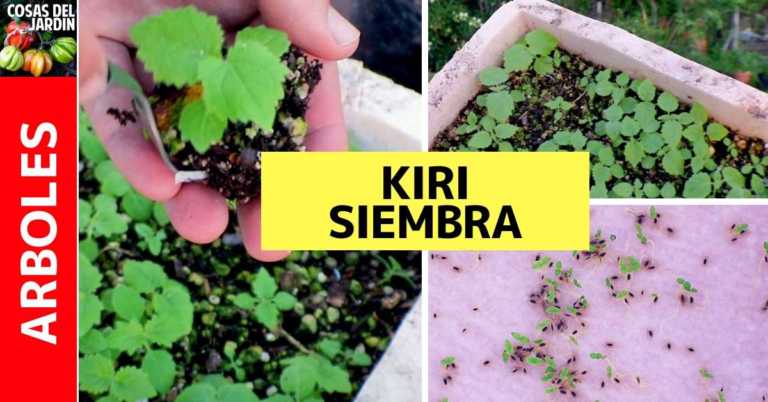 KIRI: El árbol de sombra de más rápido crecimiento en el mundo