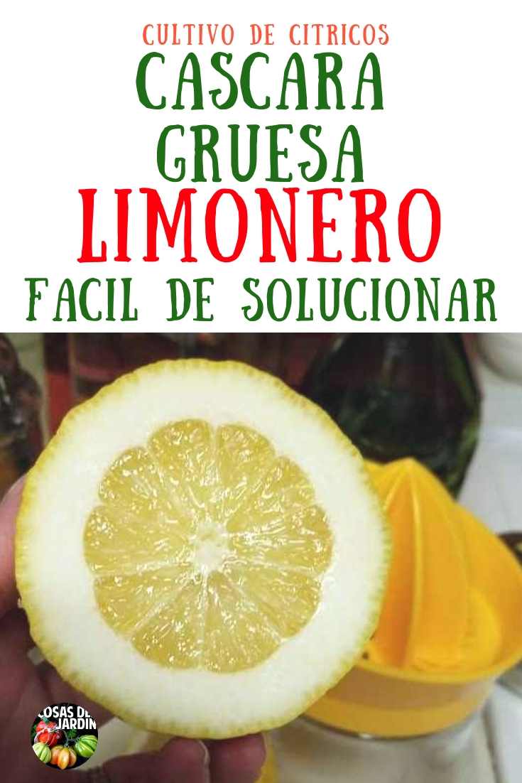 Un árbol de cítricos puede tener un aspecto saludable y obtener toda el agua que necesita, y esto de la cáscara gruesa todavía puede suceder, pero la buena noticia es que es posible arreglarlo #Jardin #Jardineria #Limonero #Huerto #Huertourbano