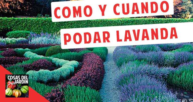 Cuándo y Cómo podar la Lavanda – Muy Importante tener en cuenta