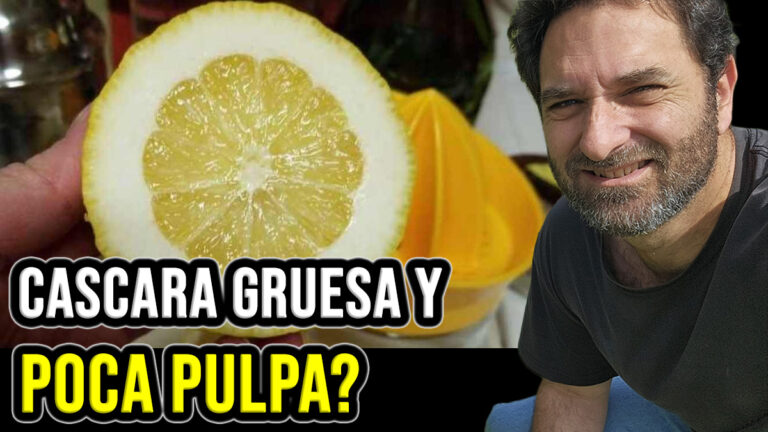 ¿Por qué los cítricos obtienen cáscaras gruesas y poca pulpa? Limonero, Lima, Naranjo