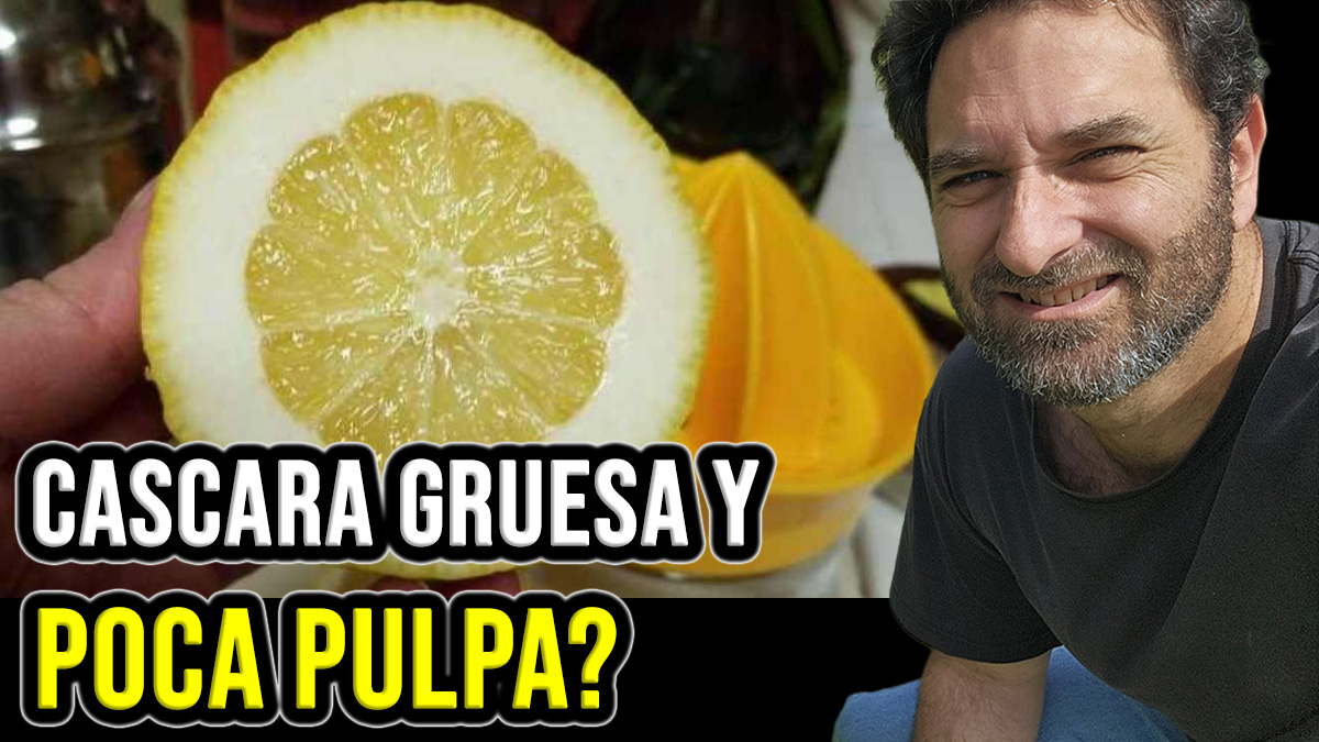 ¿Por qué los cítricos obtienen cáscaras gruesas y poca pulpa? Limonero, Lima, Naranjo