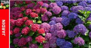 Como cambiar el color de las hortensias. #Jardin #Jardineria #Huerto #Huertourbano #Cultivar