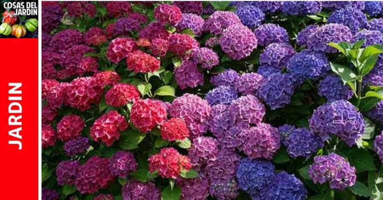 Como cambiar el color de las Hortensias.