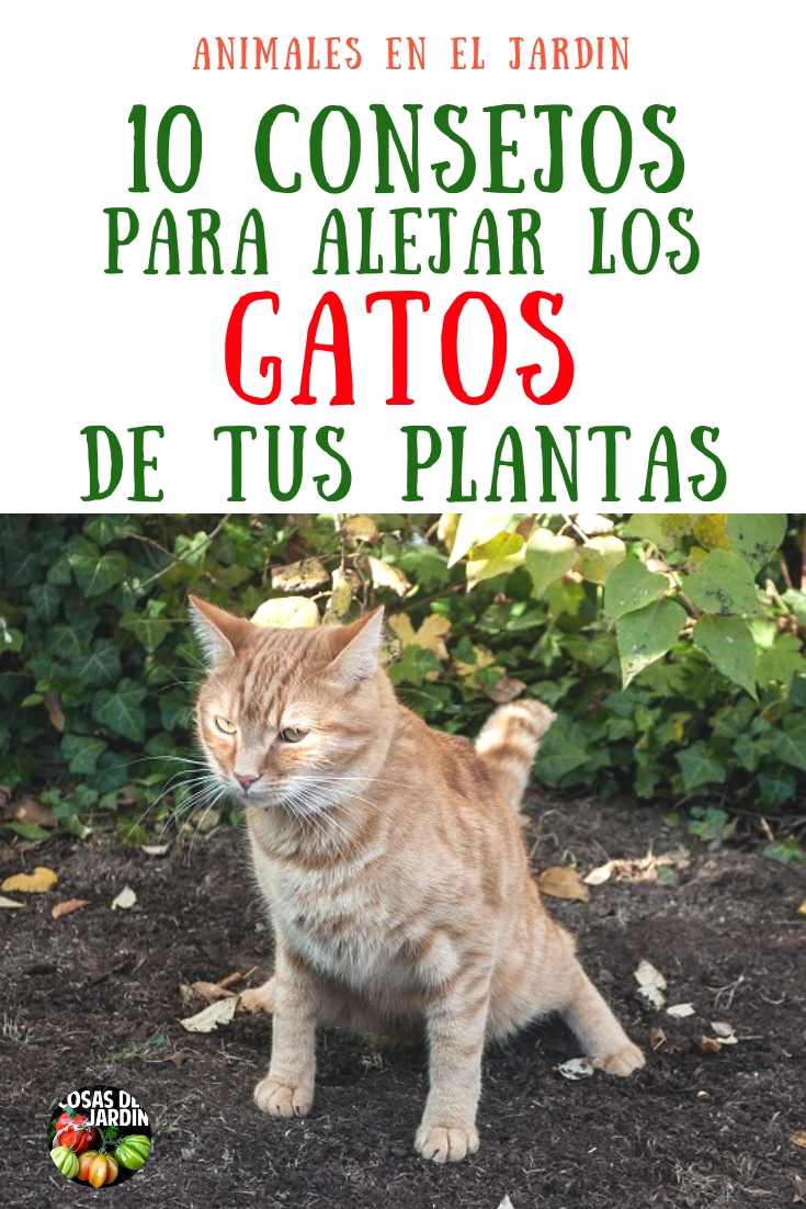 10 consejos para mantener a los gatos lejos de tus plantas - Cosas del
