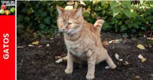 Los gatos domésticos deambulan por curiosidad, para aparearse, cazar, alimentarse y para establecer territorio. Son impredecibles y es dificil que te hagan caso. La buena noticia es que existen métodos conocidos para evitar que los gatos hagan desastres en nuestro jardin #Jardin #Jardineria #Huerto #Huertourbano #Gatos