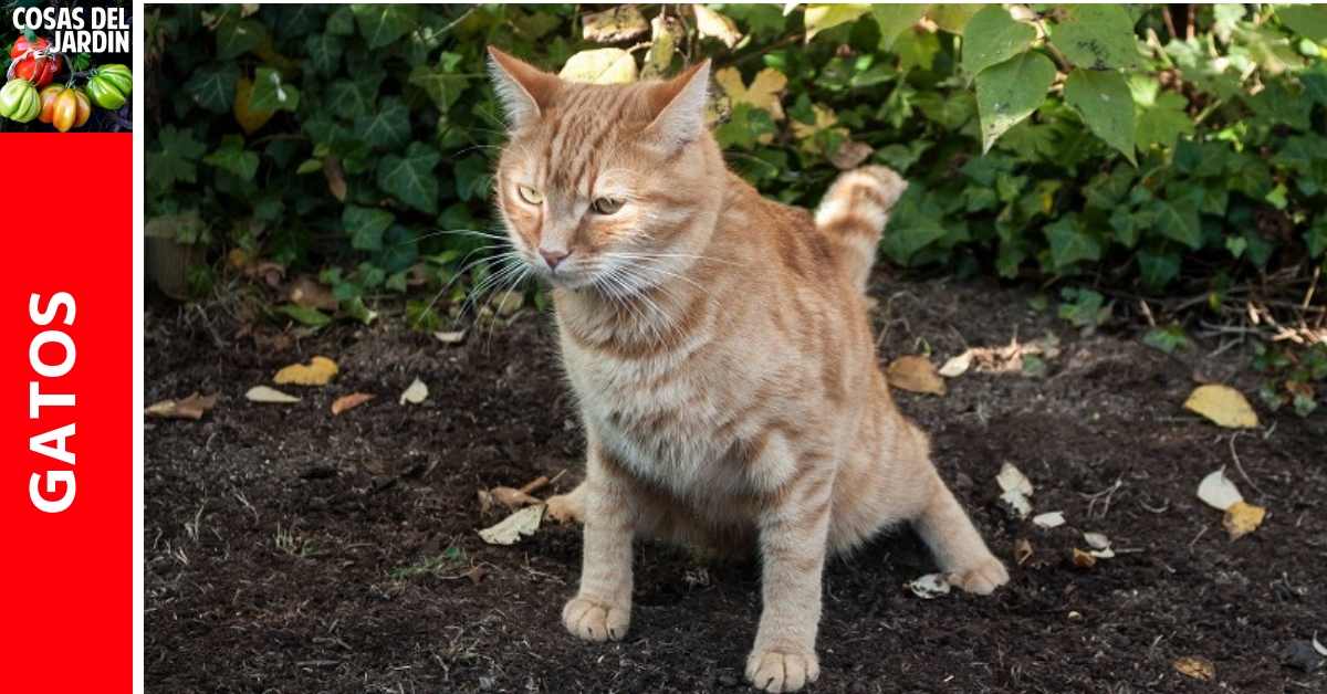 Tubería Infrarrojo Ataque de nervios 10 consejos para mantener a los gatos lejos de tus plantas - Cosas del  Jardin