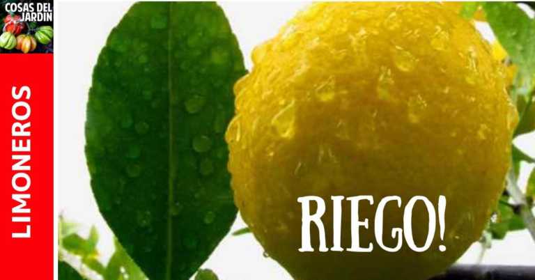 Cómo y cuánto riego necesitan los limoneros y otros cítricos
