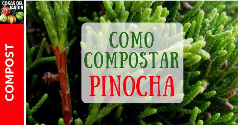 Se puede compostar la pinocha? Cómo compostar las hojas del pino?