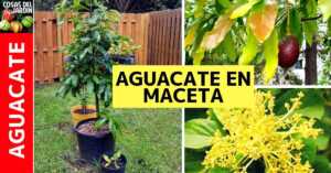 En este artículo conoceras los mejores secretos para el cultivo de palta o aguacate. Es muy importante tener estos datos para que tu planta sobreviva #Jardin #Jardineria #Huerto #Huertourbano