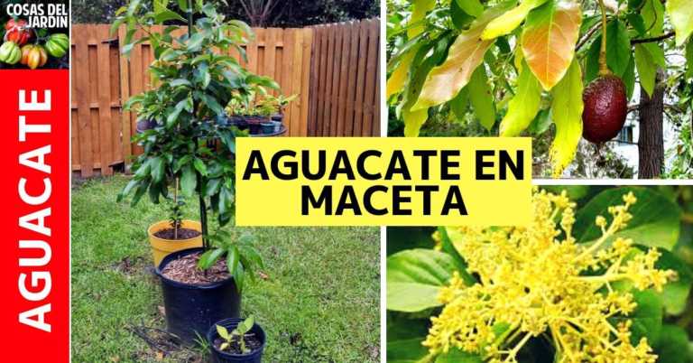 TOP 6 consejos para plantar Aguacate en Maceta