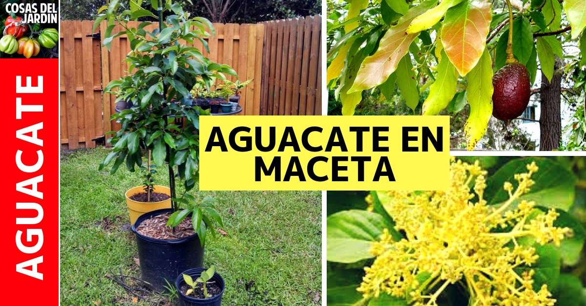 En este artículo conoceras los mejores secretos para el cultivo de palta o aguacate. Es muy importante tener estos datos para que tu planta sobreviva #Jardin #Jardineria #Huerto #Huertourbano