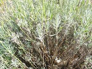 Si dejas crecer las lavandas sin podarlas, se volverán leñosas y se reducirá drásticamente su vida útil. Uno de los objetivos de podar la lavanda es reducir la velocidad con la que la planta se vuelve leñosa #Lavanda #Jardin #Huerto #Jardineria #Huertourbano #Cultivar