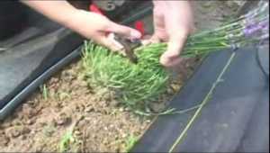 Si dejas crecer las lavandas sin podarlas, se volverán leñosas y se reducirá drásticamente su vida útil.  Uno de los objetivos de podar la lavanda es reducir la velocidad con la que la planta se vuelve leñosa #Lavanda #Jardin #Huerto #Jardineria #Huertourbano #Cultivar