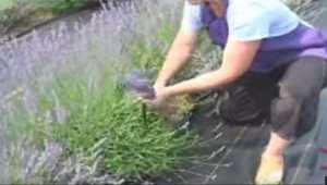 Cuándo y Cómo podar la Lavanda - Muy Importante tener en cuenta - Cosas del  Jardin