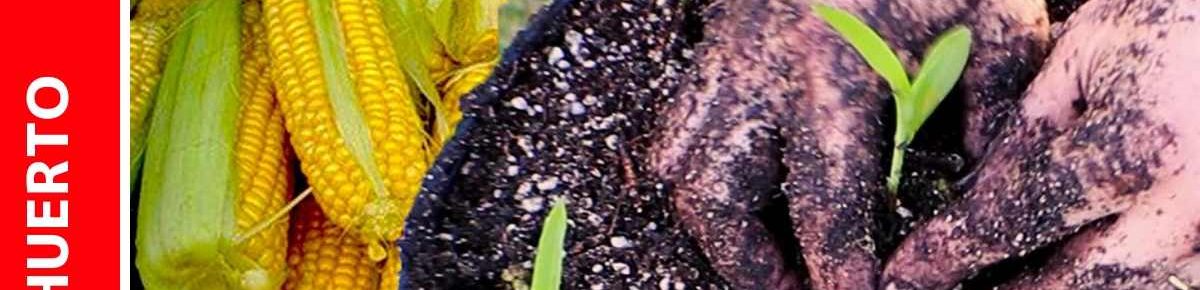 Cultivo de maiz