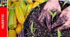 Cómo sembrar maiz en maceta. Cultivo de maiz en casa