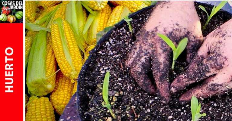 Cómo sembrar maiz en maceta. Cultivo de maiz en casa
