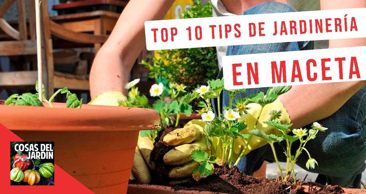 10 tips de jardinería en macetas para principiantes