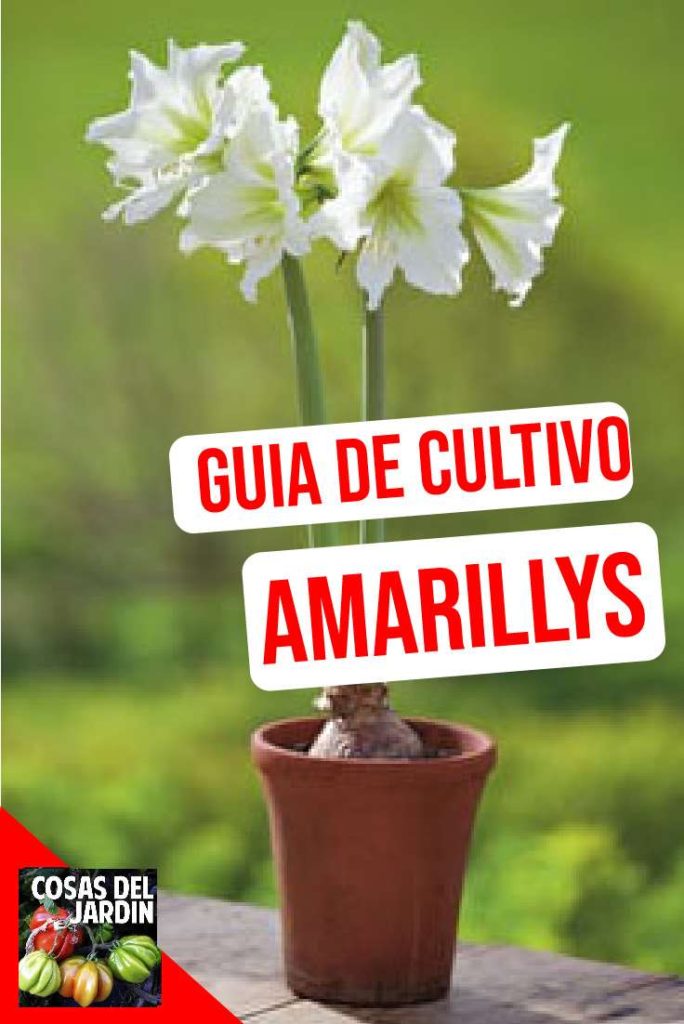 Guia de Cultivo de Amarillys - Cosas del Jardin