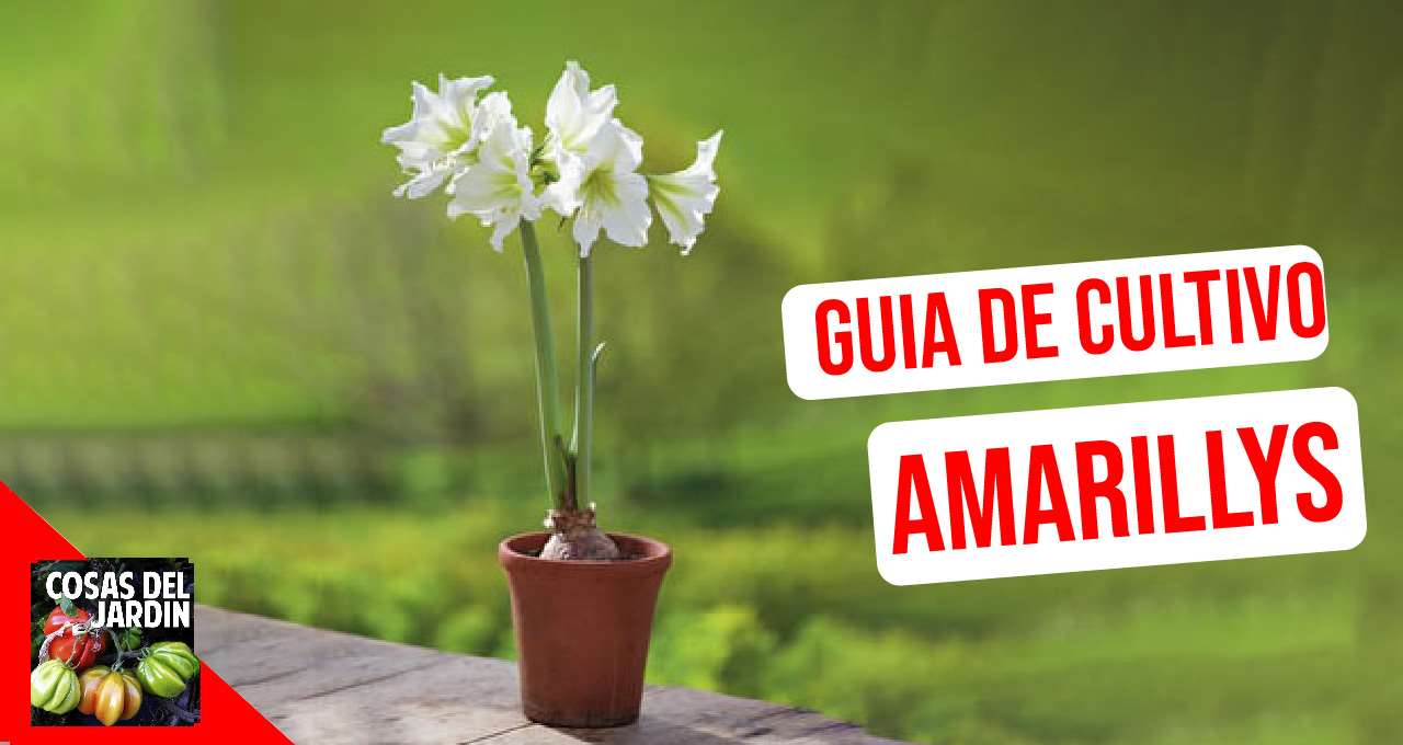 Guia de Cultivo de Amarillys