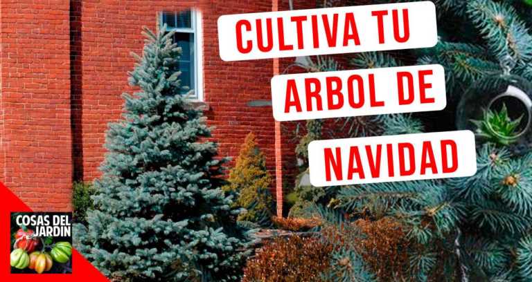 Cómo cultivar tu propio árbol de Navidad